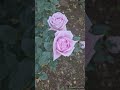 ドイツのバラ「ブルー・ムーン」／german rose