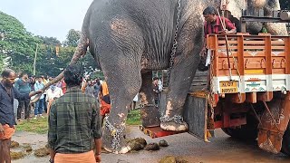 Unloading Elephant From Truck I Worlds Largest Dismount I ലോറിയിൽ ആനയെ ഇറക്കുന്നത് കണ്ടിട്ടുണ്ടോ