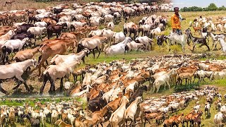 400 செம்மறி ஆடுகள் வளர்க்கும் விவசாயியின் ஆடு வளர்ப்பு அனுபவம் | Semmari aadu valarpu murai | Sheeps