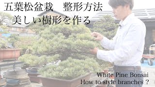 White Pine bonsai, Styling Techinic