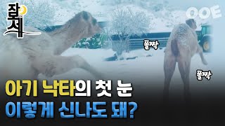 [잠못세] 아기 낙타의 첫 눈...이렇게 신나도 돼?