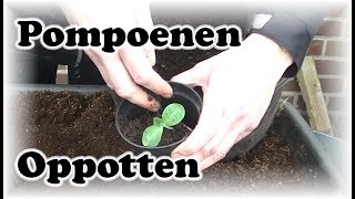 De Moestuin: # 99 Pompoenen oppotten