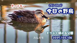 ギター日記　今日の野鳥　・　まつぶし緑の丘公園　2025年2月6日