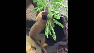 黑冠松鼠猴Bolivian Squirrel Monkey/Taipei Zoo