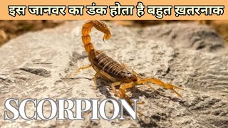 बिच्छू! Scorpion! क्या बिच्छू के काटने से आदमी मर सकता है? @naturekesath696