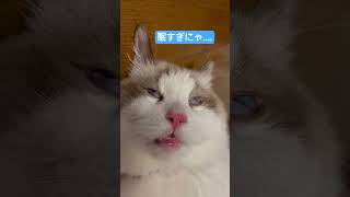 眠気に負けて変顔になっちゃうたぬきさん🤭♡#ねこ#猫#ネコ#ラグドール#ragdoll #猫ミーム#catvideos #ねこ動画