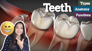 Tooth Anatomy: Structure & Tissues | Crown, Neck, Root, Dentin, Cementum, Enamel, Pulp and Functions