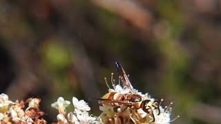 Mason wasp on blooming California buckwheat, 92563