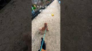 お散歩中の悲劇😭😭 #shorts #チワプー #dogs #わんこ #toypoodle #トイプードル #chihuahua #チワワ