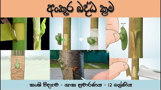 අංකුර බද්ධ ක්‍රම | agri science sinhala a/land o/l | grafting