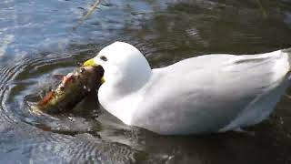 Unbelievable Fish Escape from Seagull