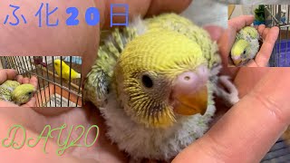 【家族再会】セキセイインコ ヒナ孵化20日No4★Hatched! DAY20 #shorts #vlog