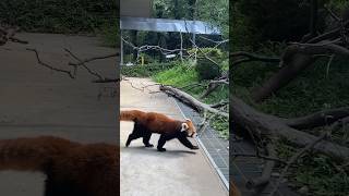 20240815アルくんが通りまーす❣️ #レッサーパンダ #羽村市動物公園 #ヒノトントンzoo #アル #redpanda #zoo