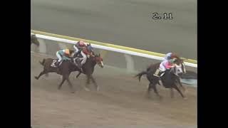 シンボリルドルフ 1984年 第4回ジャパンカップ(GI) (優勝馬：カツラギエース)