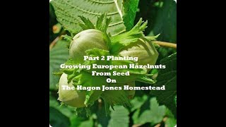 Planting European Hazelnut From Seed Part 2 @The Hagon Jones Homestead