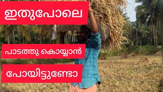 എന്റെ അമ്മയും ഞാനും എന്റെ ചേട്ടനും കൂടെ പാടം കൊയ്യാൻ വന്നപ്പോൾ 🌹🌹🌹🌹🌹😘😘😘