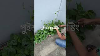 Home Gardening পুইশাক #ছাদ_কৃষি #ছাদবাগান #homegarden #farming #farmer #farmers