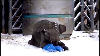 Elefantët luajnë në dëborë, videoja nga kopshti zoologjik i Moskës bëhet virale