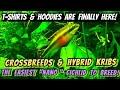 Update on Hybrid Kribensis Fry - Info on Strains of Kribs, Species & Care When Breeding These Fish