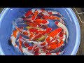 STOK MURAH MURAH SAJA . DI BOSS KOI FARM #koilover #koi #ikankoi #ikan #fishing #fish