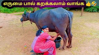 எருமை பால் கறக்க போகிறேன் வாங்க பார்க்கலாம் 🤣😅😅#buffalomilkingvideo#buffalomilkingvideoinTamil#