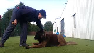 How to Get an Obedient Tervuren Shepherd