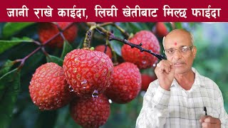 Litchi Farming || लिची खेती ||  Lychee Kheti || लिची खेती गर्दा ध्यान दिनुपर्ने महत्वपुर्ण टिप्सहरु