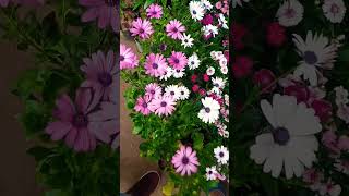 African daisies/Osteospermum flower #summerflower #shortvideo #youtubeshorts