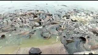 રાજકોટ ન્યારી ડેમ તળાવની માછલીઓ Rajkot Nyari Dem fish nature fun