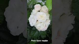 Роза буке парфе / rose Bouquet Parfait