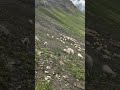 troupeau de brebis et meute de chiens de protection en montagne ⛰