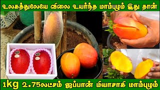 1kg மாம்பழம் 2.75லட்சம் ரூபாய் | Miyazaki Mango in Chennai | World's Most Expensive Fruit