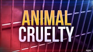 WWNY Man charged with animal cruelty in Norwood