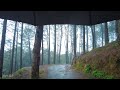 walking in heavy rain jagadol park shivapuri hiking point kathmandu city nepal travel 4k asmr