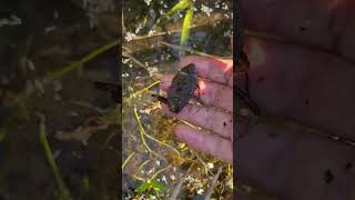 また抜け殻　近くにいるぞ　タガメ　ガサガサタイムズ　Giant water bug / Kirkaldyia deyrolli 　絶滅危惧II類 (VU)（環境省レッドリスト）　#shorts