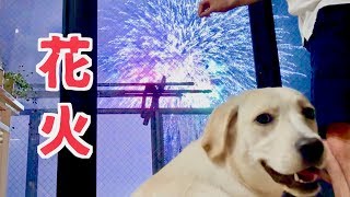 みみ、初めての花火大会 (2019)【ラブラドール子犬】Labrador Mimi goes to her first fireworks festival #59