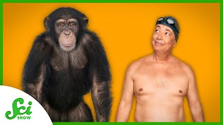 Why are We So Much Chubbier than Other Apes?