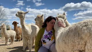 LAAFarming--One More Alpaca Kiss Before I Leave!