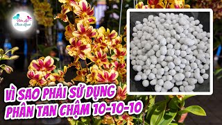 VÌ SAO PHẢI SỬ DỤNG PHÂN BÓN GÓC 10-10-10 CHO HOA LAN?