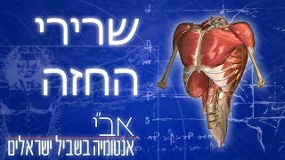 הסבר על שרירי החזה