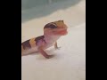 意猶未盡的守宮撲撲 gecko pupu licked his lips 【pupu shorts 】