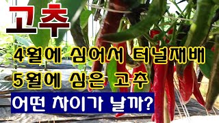 [텃밭농부. 1,165}  3단계로 나누어서 심은 고추 성장의 비교 #고추재배