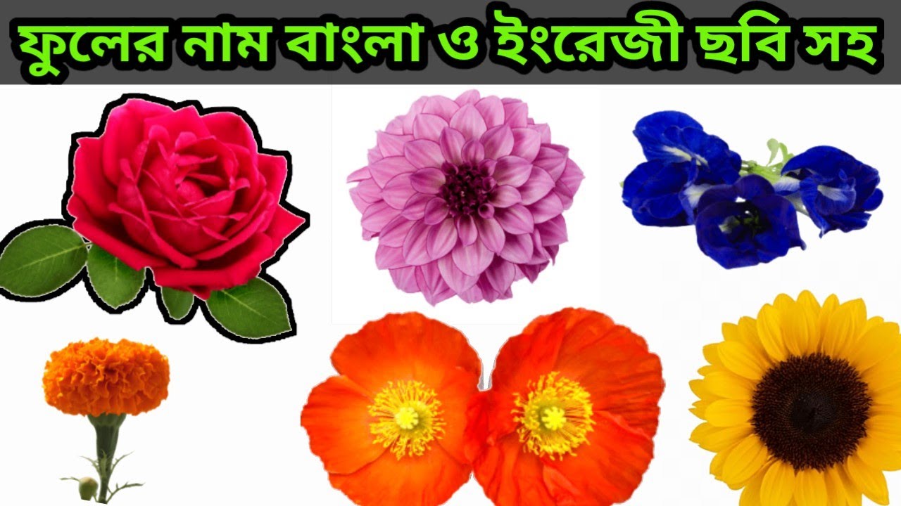 Flower Name | Flower Name Bangla To English | 50 Flowers Name With ...