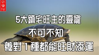 【招財靈寵】5大鎮宅旺主靈寵，養對1種就能旺財添運，不可不知！