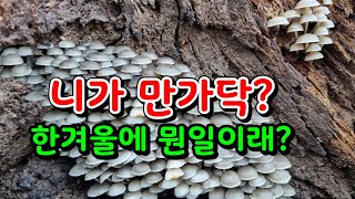 버섯산행.뽕 느타리 칡 느타리 헛개나무버섯,