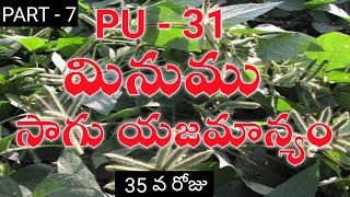 black gram cultivation process part - 7 మినుము సాగు యాజమాన్యం