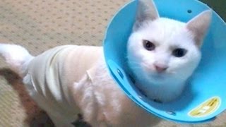 「不自由だにゃ…」避妊手術をした白猫ユキ Antifertility operations; and pitiful white cat Yuki