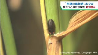 水族館でホタルを展示　生息数減少で繁殖に取り組む　仙台うみの杜水族館