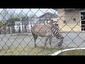 名古屋の東山動植物園から来たキリンの赤ちゃん メイ 京都市動物園2015