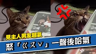 貓咪見飼主男友異常氣噗噗！怒「ㄍㄡˇ」一聲後哈氣🤣｜寵物動物｜精選影片